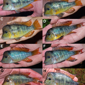 Gymnogeophagus_jaryi-novataxa_2019-Alonso_Ter%25C3%25A1n_Aguilera_%25C5%2598%25C3%25AD%25C4%25...PNG