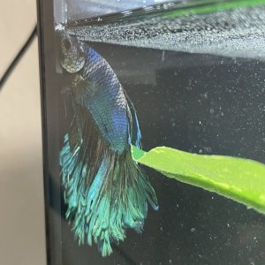 Betta.jpg