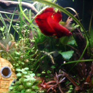 6 gallon.JPG