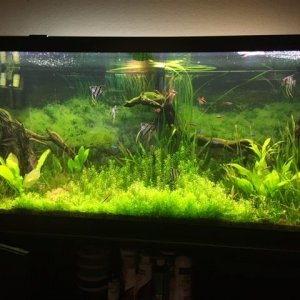 75 Gallon.JPG