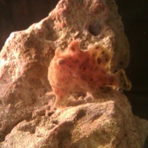 frog.jpg