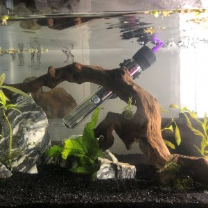 Betta Tank.jpg