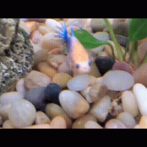 20220111_193226_35443144563301.gif