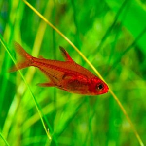 Ember-Tetra-1024x682.jpeg