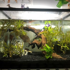 Betta Tank 1.jpg