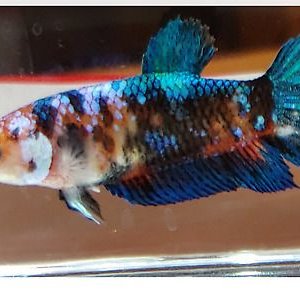 Live-Betta-fish-Galaxy-koi-Female.jpg