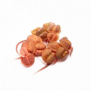 phyllanthus-fluitans-red-root-floater-30489900449992_798x532.jpg