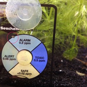 baby snail on seachem.JPG