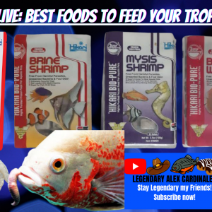 Aqua Alex LIVE Best Foods To Feed Your Tropical Fish.png