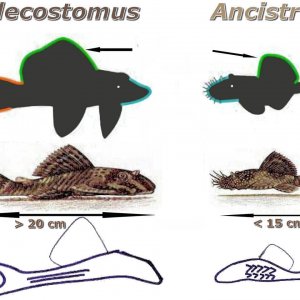 pleco vs ancistrus.jpg