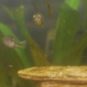 Puffer Duo 11922.jpg