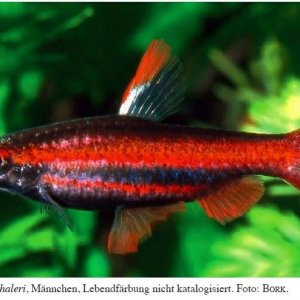 Nannostomus mortenthaleri.jpg