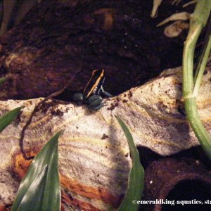 internationaal reptielen en amfibieënbeurs nijmegen 2014 060.jpg