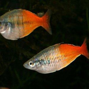 aytinjacolour1 (640x420).jpg