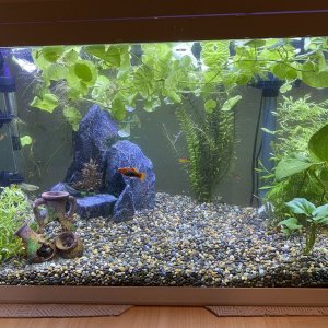 Fish Tank Rearranged.jpg