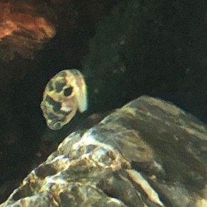 puffer4.jpg