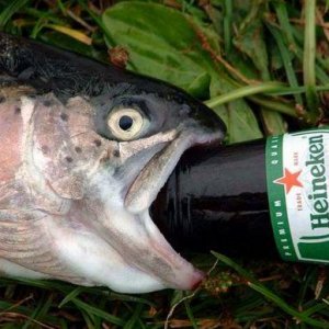 drunk-fish.jpg