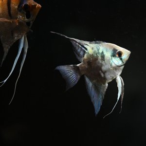 Bluet.JPG