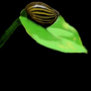 snail on a leaf.jpg