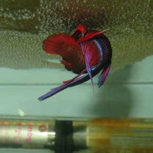 IMG_6216.JPG