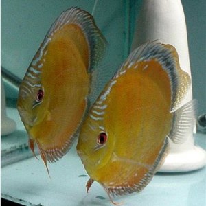 Symphysodon aequifasciatus Wild Cuipeua Red OLucanus Pair.jpg