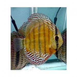 Symphysodon aequifasciatus Wild Lat.jpg