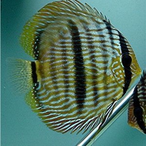 Symphysodon discus Wild Heckel Lat.jpg