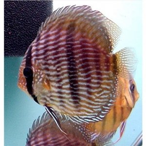 Symphysodon discus Wild Heckel LatB.jpg