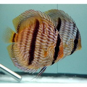 Symphysodon discus Wild Heckel pair.jpg