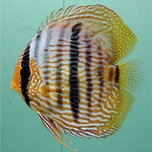Symphysodon discus Wild Nhamunda Heckel LatB.jpg