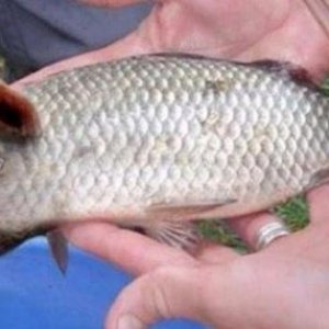 F427-Snouted-Pigfish[1].jpg