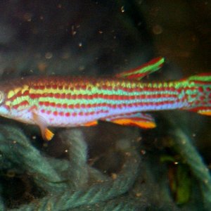 A. striatum 1.JPG