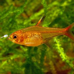 Hyphessobrycon amandae4.jpg