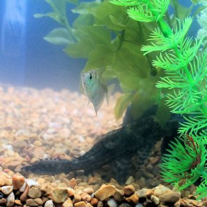 protective tetra.JPG