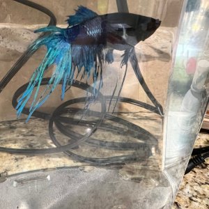 Peacock 1.jpg