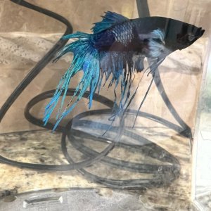 Peacock 3.jpg