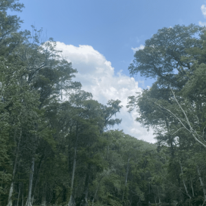EBAAE7B3-EBBC-411D-B9B2-3314A8B6CA6D.png