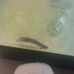 bichir.jpg