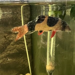 clown loach.jpg