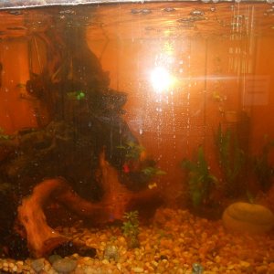 fish tank.jpg