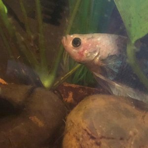 fishpimple.jpg