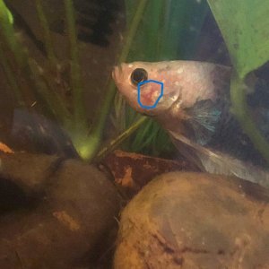 fishpimple2.jpg