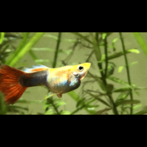 4A7966DF-5DF0-4CB9-8E8F-BBD8069EC3B2.png