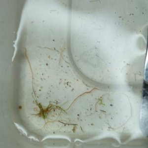 DSCF9061.JPG