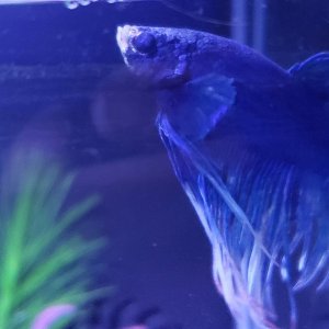 Noah's eye.jpg