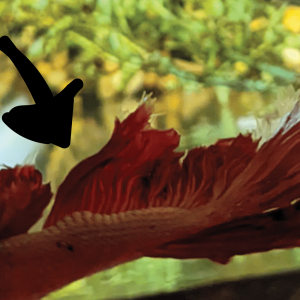 BettaLump1.png