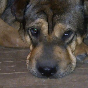 Camelo-20120826-00744.jpg
