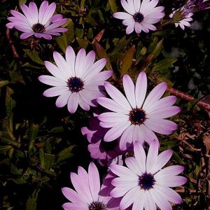 Flowers.jpg