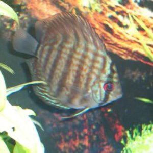 newfish1.jpg