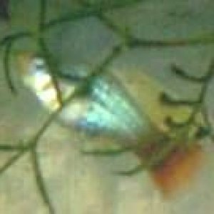 fish_018.jpg